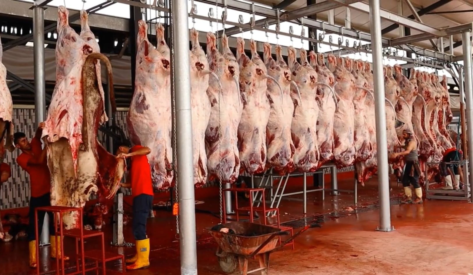 Orhangazi Büyükbaş Kurban Satışı